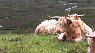 BEAUTIFUL SCOTLAND Drone Aerial View Free stock footage