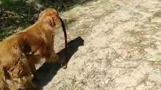 Dog Vs Snake