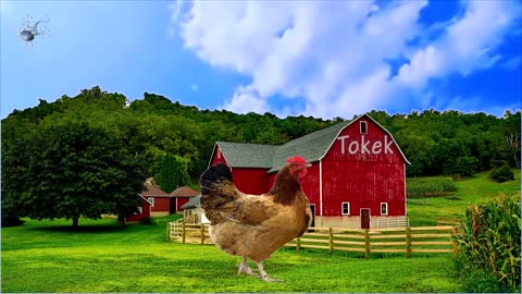 farm animals and educational videos for toddlers and school children