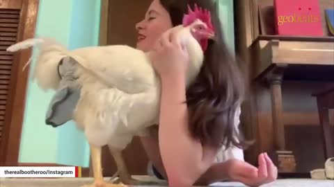 chicken raised for meat is convinced he's a dog