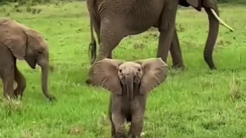love this little nugget! adorable baby elephant