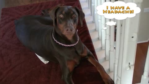 Roma The Doberman Drops Her Chewy