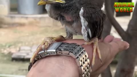 Baby bird feeding and raising / How to feed