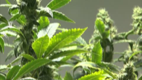 Marijuana measures pass in 2 states, fail in 3