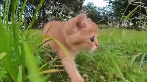 Running Kitty!