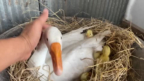 Amazing Pekin Duckling Hatching From Eggs - Nee Baby Duck Born,,