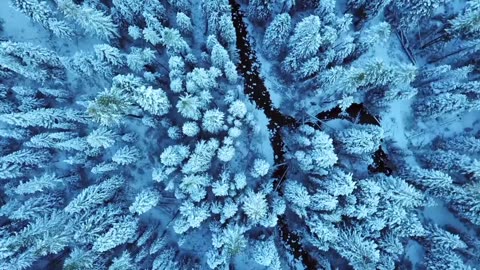 "Winter Wonderland Whispers: Deep Forest Ambient Soundscape"