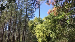 Dead Ponderosa Pine precision fall