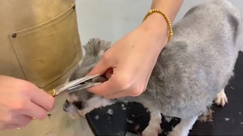 Schnauzer Puppy Hair Grooming - Puppy Groomy