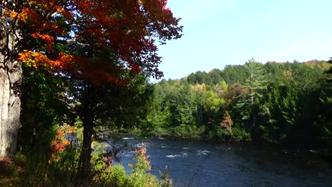 Fall Foliage