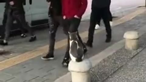 Cat Sits on Sidewalk and Attacks Pedestrians