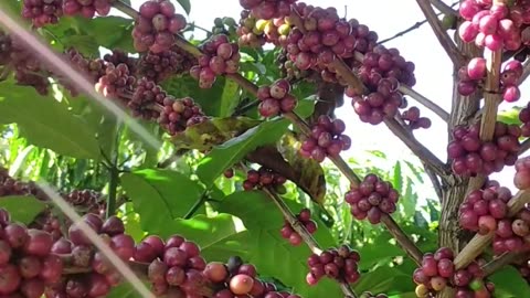 A Coffee Tree Laden with Fruit: Exploring a Lush, Coffee-Scented Garden