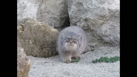 Manul Life Could Be Dream....!!!!