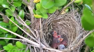 Baby birds