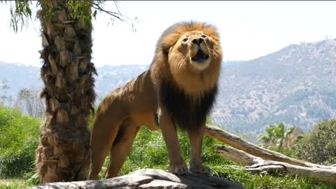 Dangerous Male Lion _ Lion roaring sound _ San Diego Zoo Safari Park California