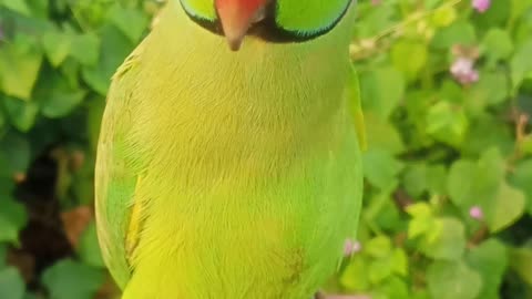 Cute angry parrot 🦜😍😍 #viral