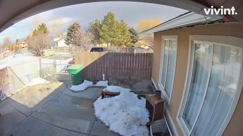 Protective Pups Defend Backyard from Cable Installer