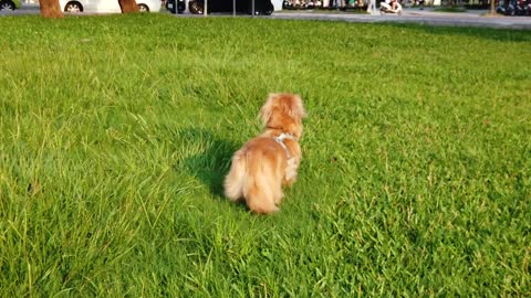 Dachshund Dog Puppy Dog Cuteness Dachshund Pets 🌴🌴