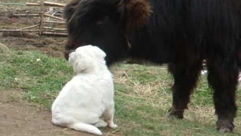 Young bison preciously befriends a guard-dog puppy
