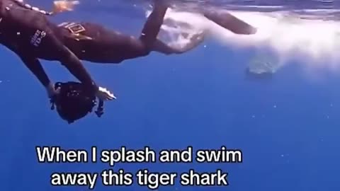 🦈😲 A diver's daring encounter as they intimidate a shark to deter an attack.