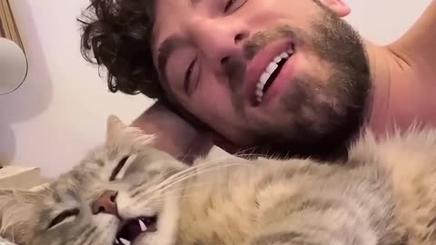 Very beautiful funny cat Cut