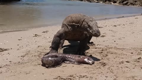 This Komodo Dragon Will Eat Wrong Prey