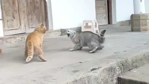 Two cats fighting