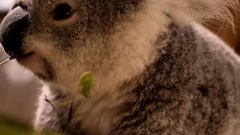 Koala eats leaves from a branch