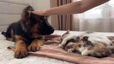 German Shepherd Puppy Meets Mom Cat with Newborn Kittens for the First Time VIRAL VIDEO