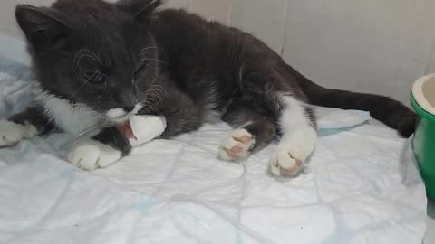 Cat before death Severe form of pneumonia Give kindness Animal shelter.