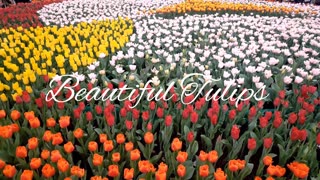 Beautiful Tulips