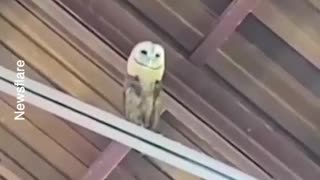 This owl loves church songs