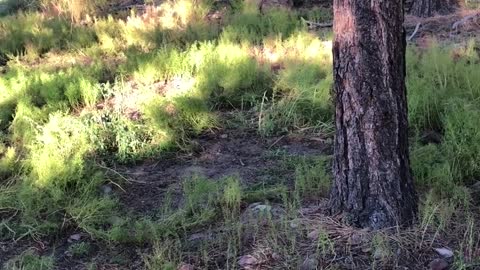 Stealthy Man Sneaks Up on Sleeping Elk