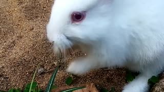 🐇💖🐇White Bunny Video🐇💖🐇