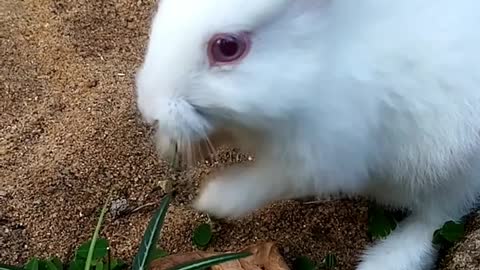 🐇💖🐇White Bunny Video🐇💖🐇
