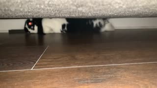 Roaming Bunny Sliding Underneath Couch on His Belly