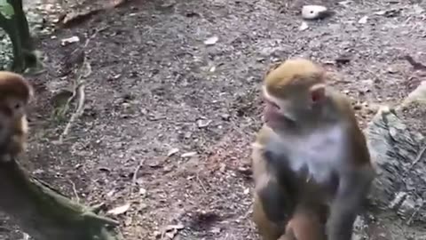 Very funny video of monkey