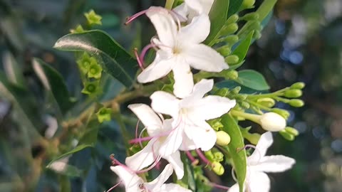 bee drinking flower nectar