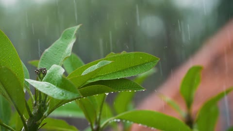 Close Up Shot Drops of rain falling on leaves