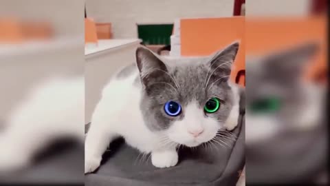 Cute Cat Video With GREEN & BLUE Eyes