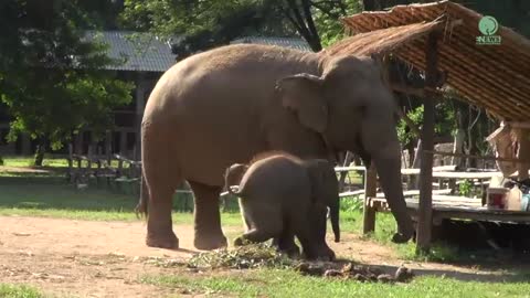 Baby Elephant Wan Mai Outing - ElephantNews_Cut