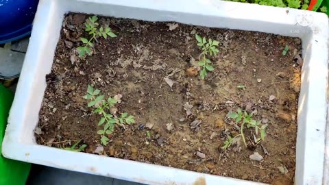 Gardening in less space on terrace