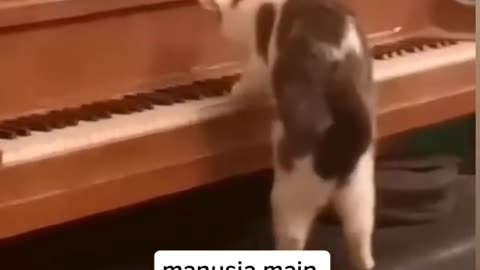 Cat plays piano like a pro(funny animals