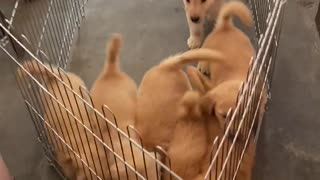 Puppies Won't Let Enclosure Keep Them Away From Mom