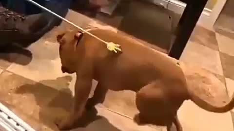 # funny🤣🤣🤣 dog video🔥🔥🔥🔥#11