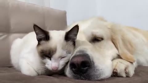 Kitten Uses a Golden Retriever as a Bed!