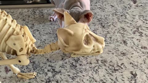 Hairless Cats Playing with a Skinless Cat Toy