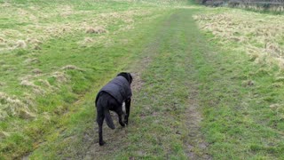 black lab walking