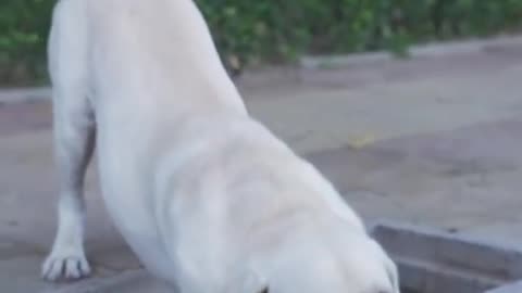 DOG SAVE BLIND MAN LIFE