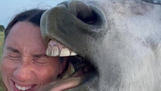 Horse Gives Sloppy Kisses